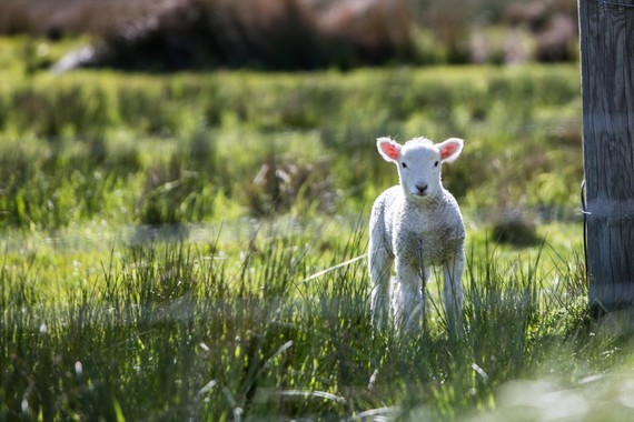 Spring events - lamb in a field
