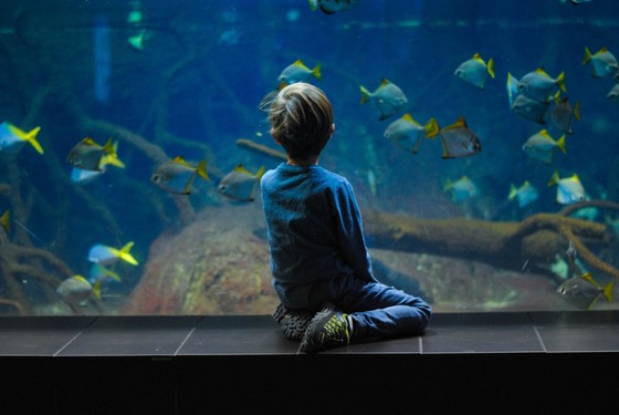 A young boy facing a glass pane at an aquarium as sea life swims by. 