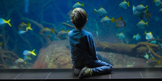 A boy sits with his back to the camera, looking at an aquarium full of fish