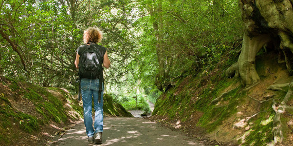 The back view of someone with a backpack walking down a wooded path