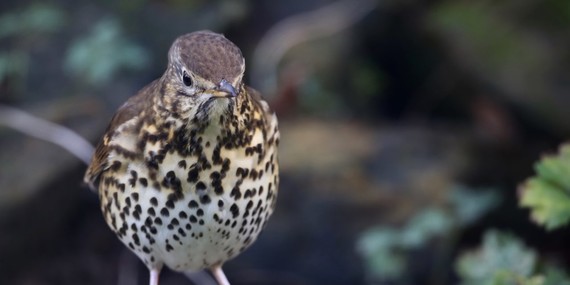 A photo of a song thrush bird
