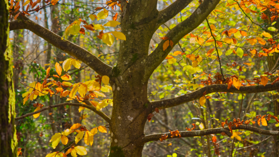 Autumn in the Library