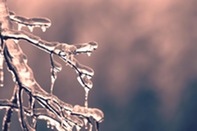 Branches covered in ice.