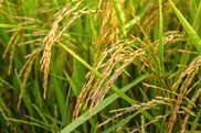 Rice plant