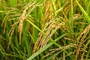 Rice plant