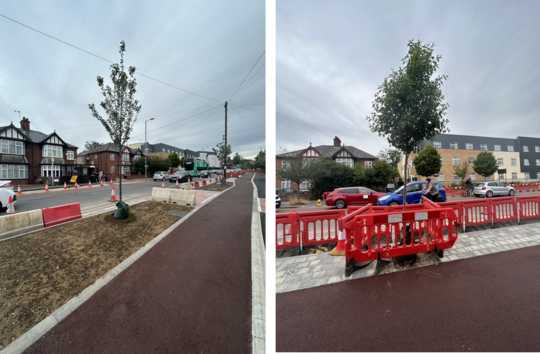 Newly planted trees on Milton Road