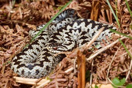 Adder