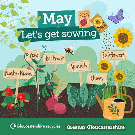 What to sow now in May 