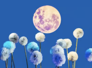 Photo of dandelion seedballs and the moon.