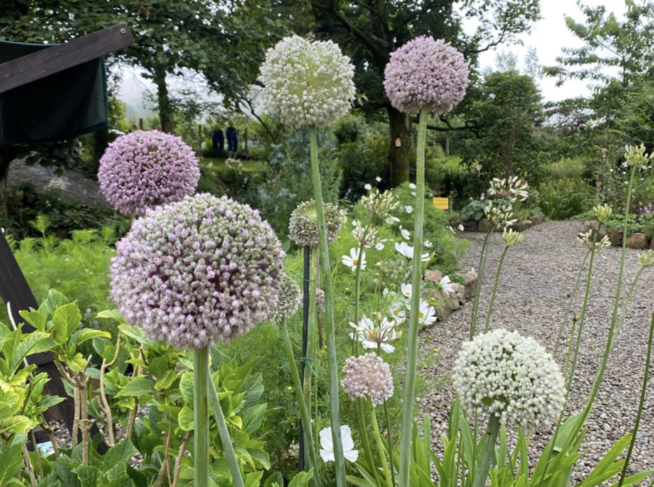 Photo from Karen's garden