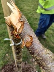 trees vandalised