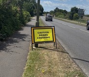 swans crossing