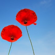 Picture of two poppies against a blue sky
