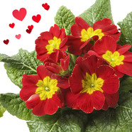 Valentines Day plant sale