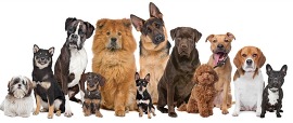 dogs landscape