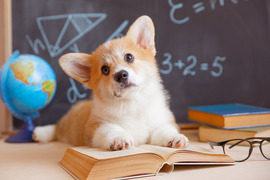 Dog at school