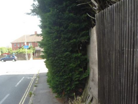 Hedge