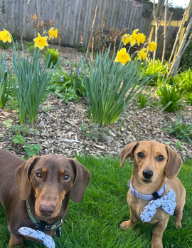Dogs outside