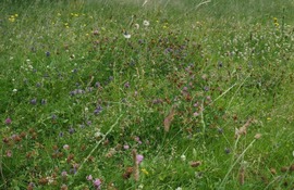 Relaxed mowing
