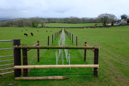 Hedge and fencing across surface water flow path