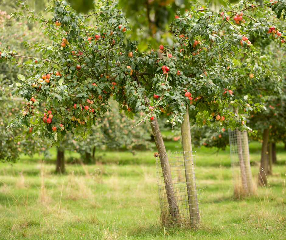 An image of an orchard