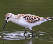 A sandpiper which is one of 682 terrestrial and freshwater species which has on average fallen by 32% across England since 1970. 