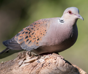 A turtle dove which is one of 753 terrestrial and freshwater species which has fallen by 19% across the UK since 1970