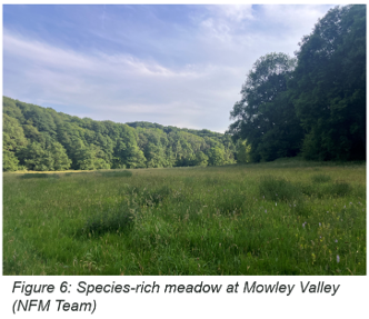 Mowley Valley species rich grassland