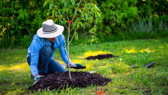 a man planting a tree