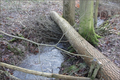 Naturally pinned leaky dam