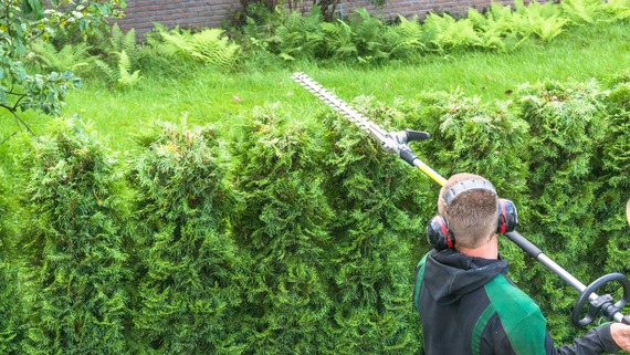 a man trimming a hedge