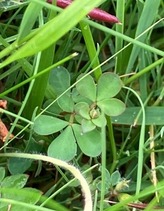Birds foot trefoil NFM