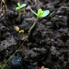 nfm yellow rattle hm