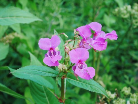 nfm himalayan balsam