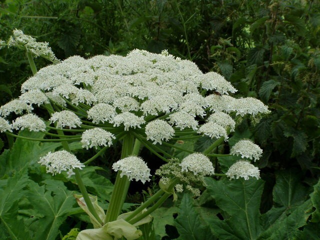 nfm giant hogweed