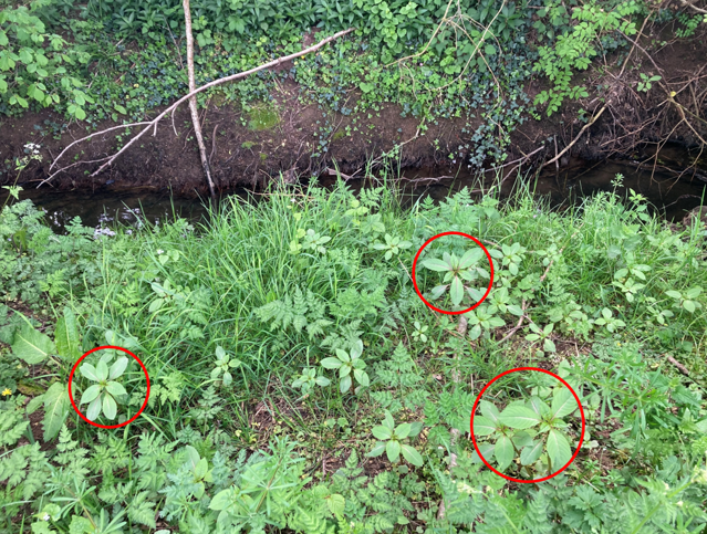 nfm young himalayan balsam