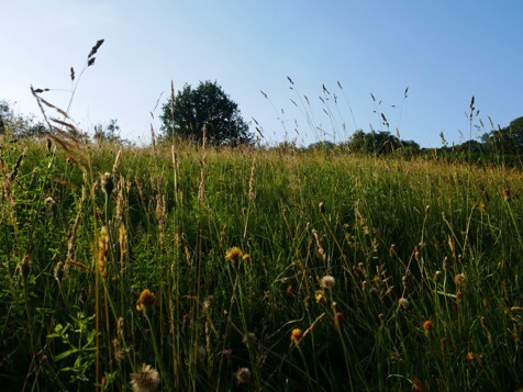 nfm meadow habitat