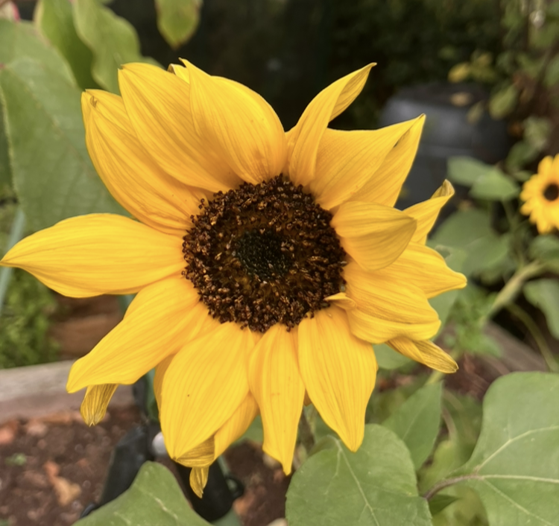 nfm sunflower