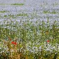  Photo of wild flowers in Wiltshire landscape