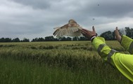 Barn owl being released