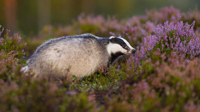 Badger in heather