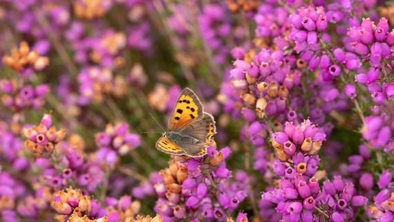 Heathland butterfly