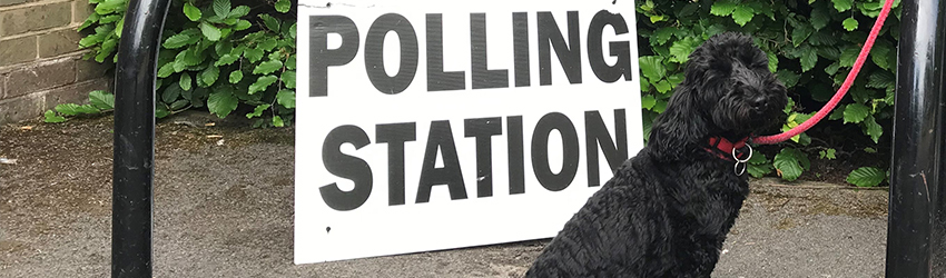 polling station dog