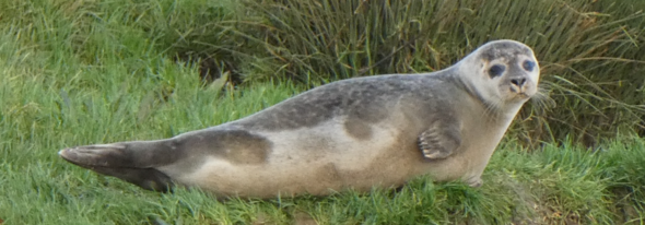 SWT - Seal