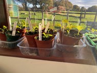 Seedlings on a sunny windowsill