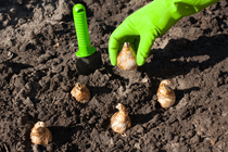 Hands planting bulbs in soil