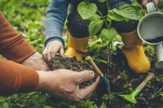 Tree Planting