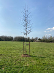 Memorial Tree 