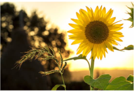 image of sunflower