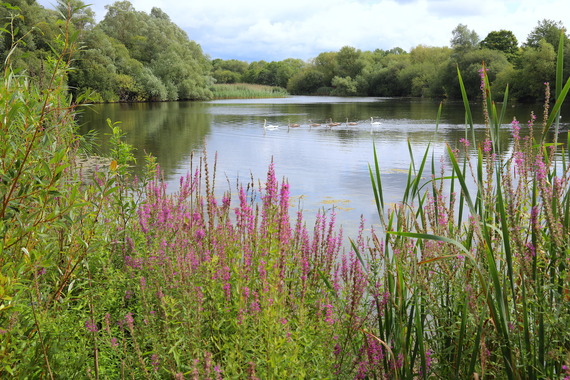 Bedfont Park Lake